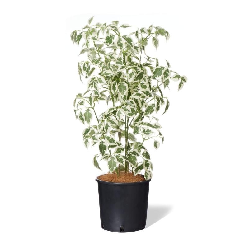 フェイクグリーン(人工観葉植物)商品一覧│フェイクグリーン フェイクグリーン(人工観葉植物)商品一覧│フェイクグリーン