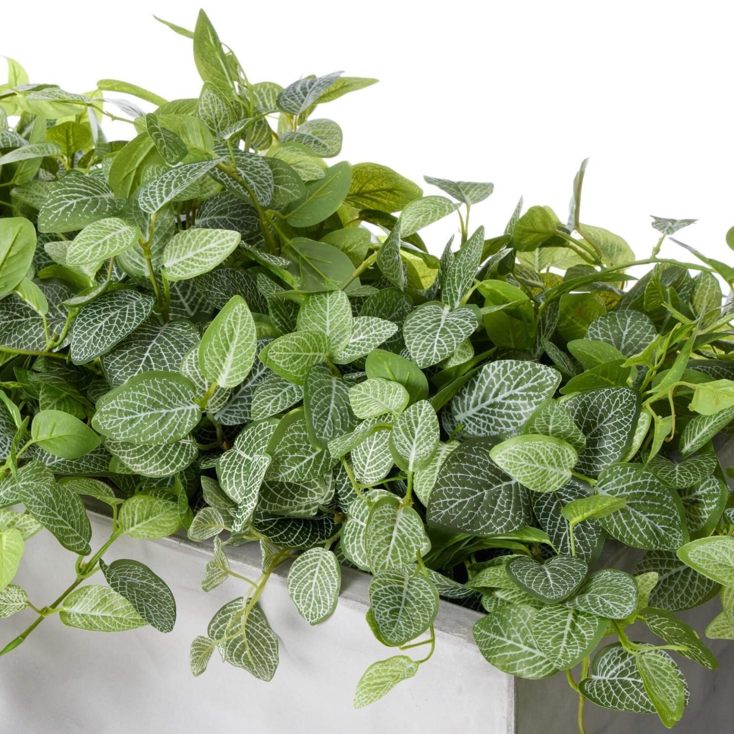 եåȥ˥ ƥ W100cm 졼 ѡơ󥰥꡼ ץ󥿡  Ҹľʡ