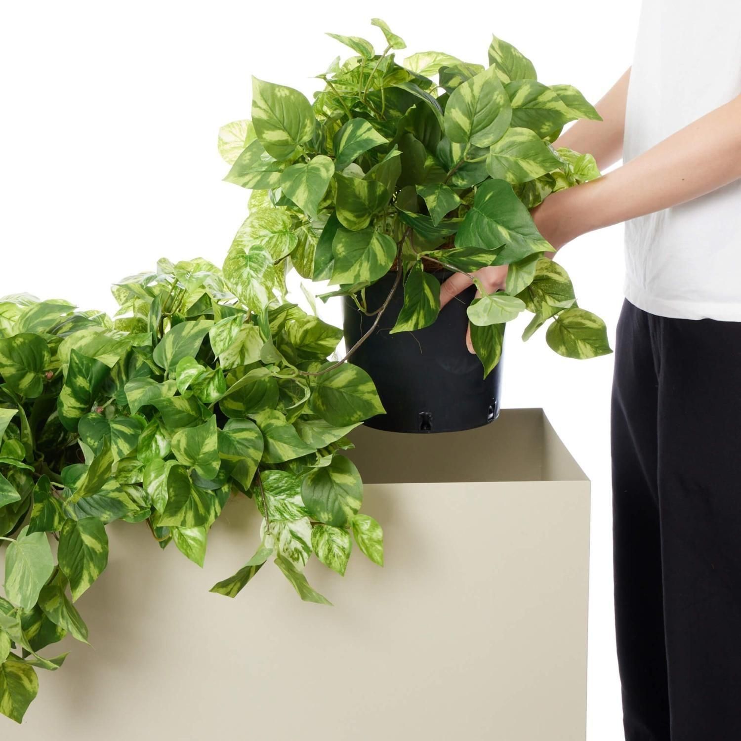 եåȥ˥ ƥ W100cm 졼 ѡơ󥰥꡼ ץ󥿡  Ҹľʡ