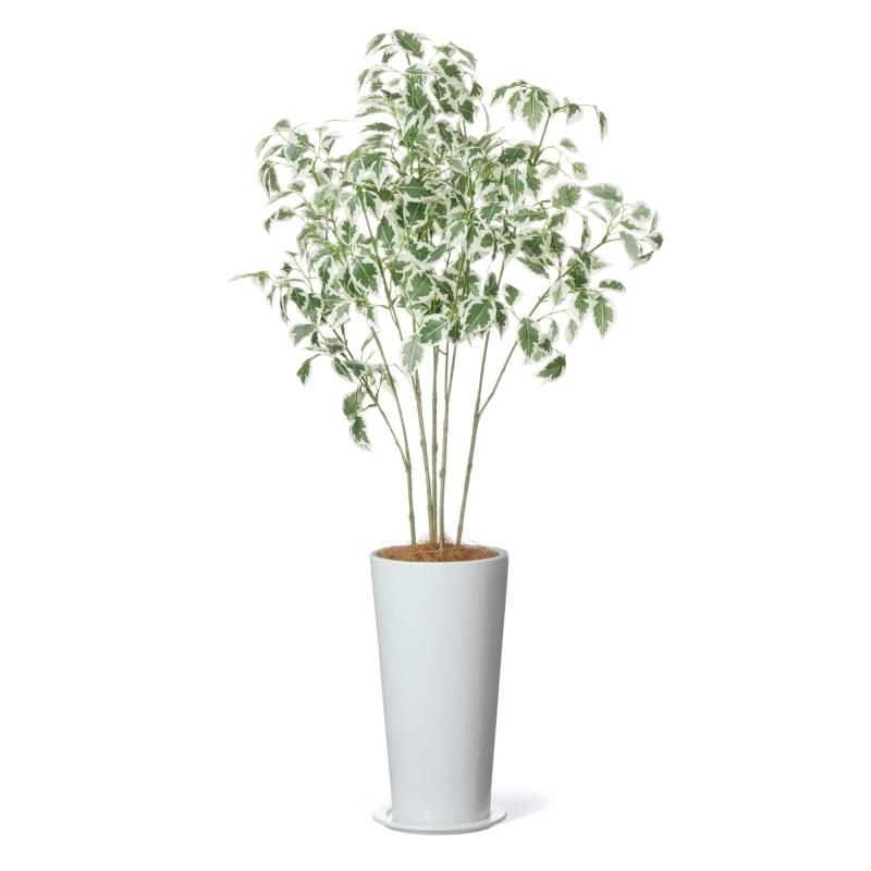 マグノリアリーフの観葉植物 フェイクグリーン | 造花専門店プリマ