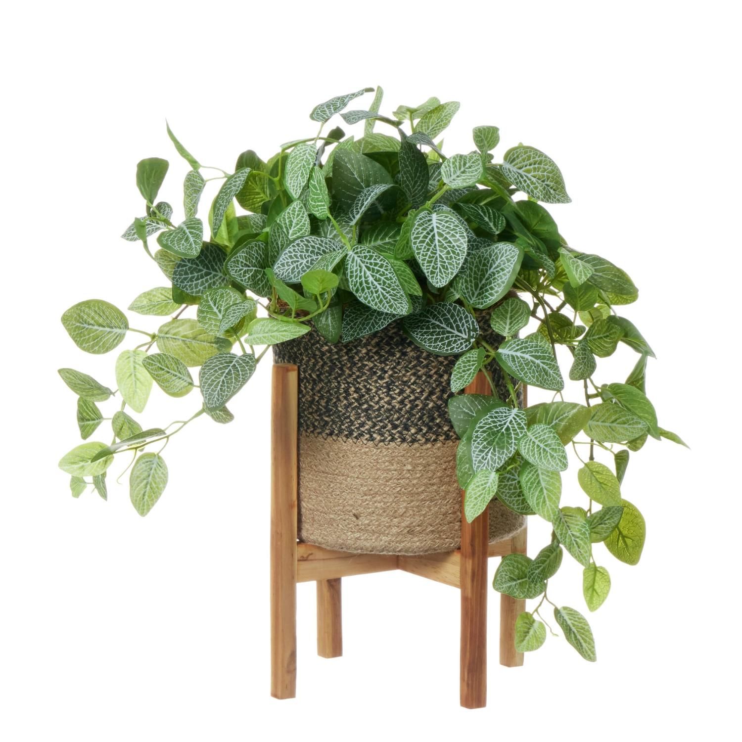 フィットニアの観葉植物 フェイクグリーン | 造花専門店プリマ