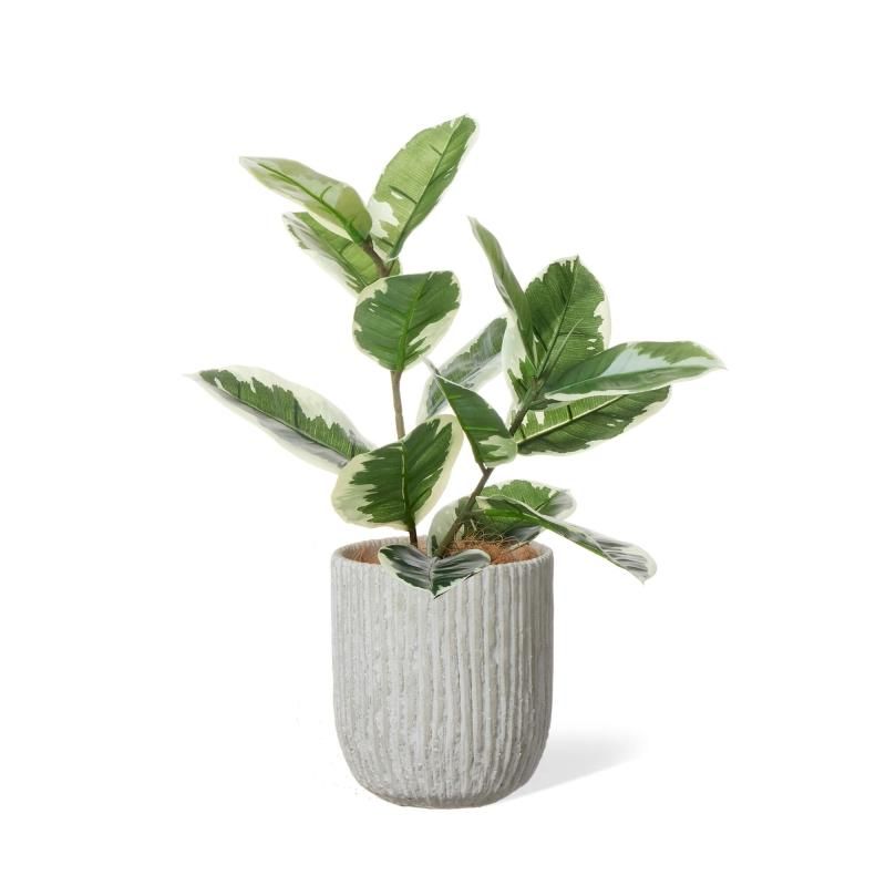 ゴムの木の観葉植物 フェイクグリーン | 造花専門店プリマ