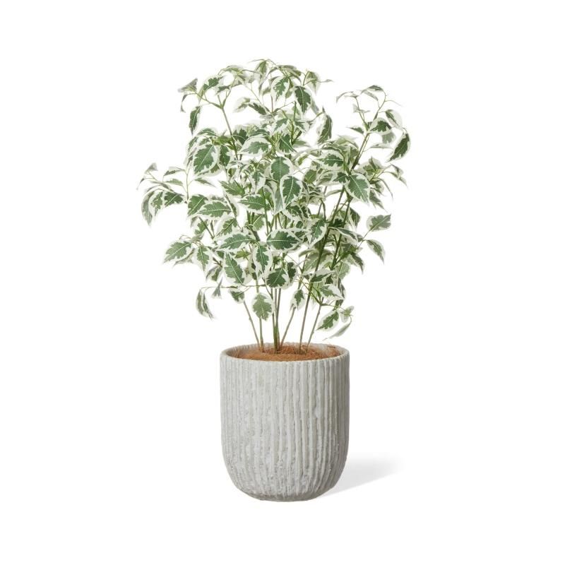 ベンジャミンの観葉植物 フェイクグリーン | 造花専門店プリマ ベンジャミンの観葉植物 フェイクグリーン | 造花専門店プリマ