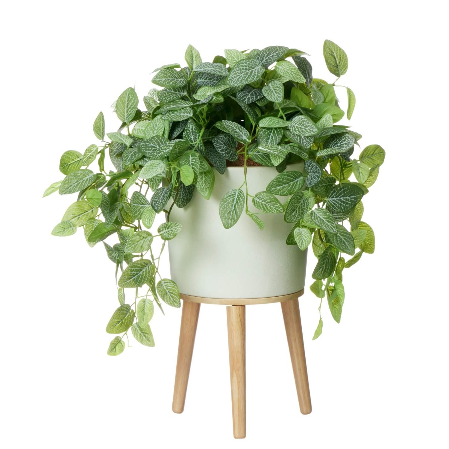 フィットニアの観葉植物 フェイクグリーン | 造花専門店プリマ