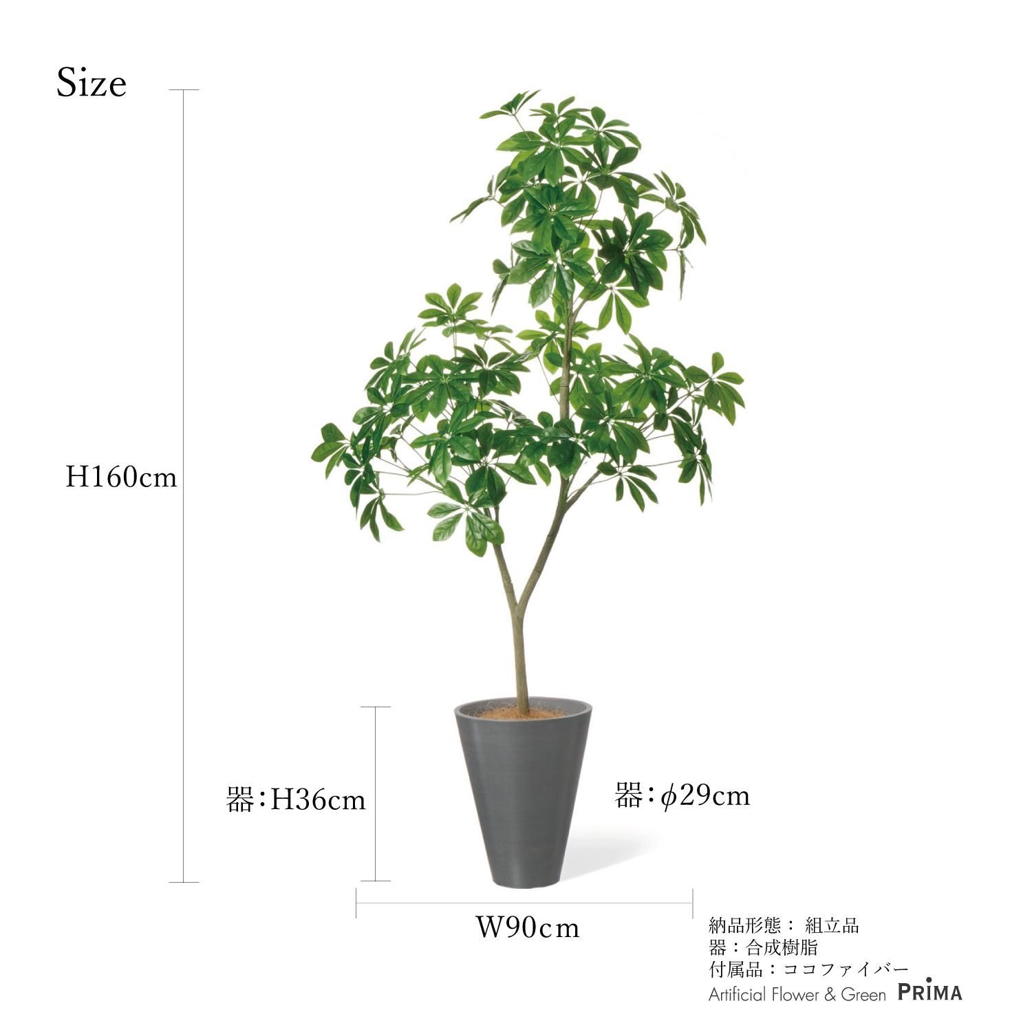 現品　シェフレラ　3番　曲がり　観葉植物　人気　インテリアグリーン　斑入り　室内 現品 シェフレラ 3番 曲がり 観葉植物 人気 インテリアグリーン