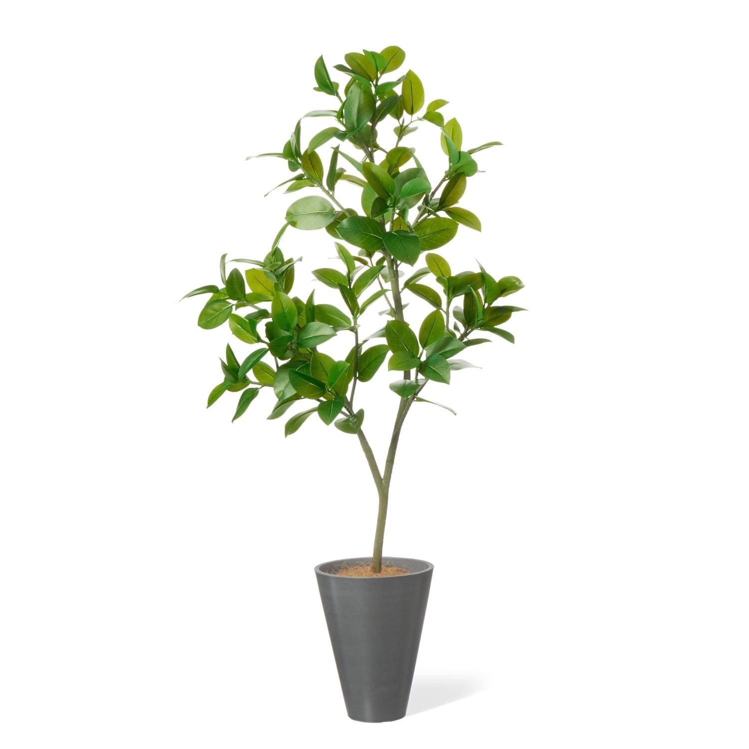 フィカスソフィアの観葉植物 フェイクグリーン | 造花専門店プリマ