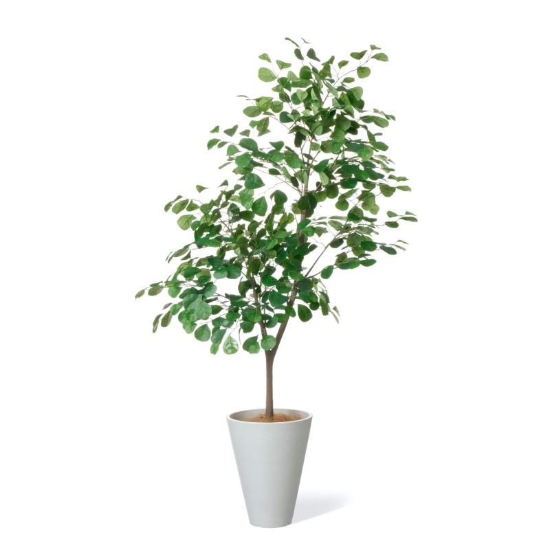 トライアンギュラリスの観葉植物 フェイクグリーン | 造花専門店プリマ