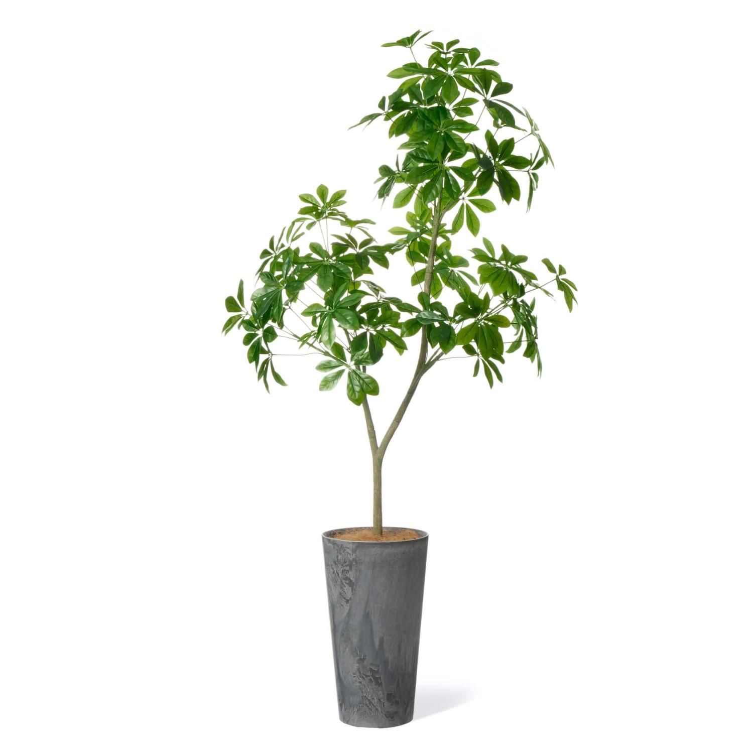 シェフレラの観葉植物 フェイクグリーン | 造花専門店プリマ