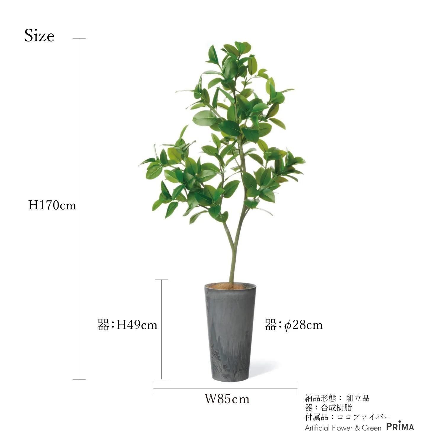 եե 饦ɥݥå H170cm տʪ ե꡼ Ҹľʡ eco