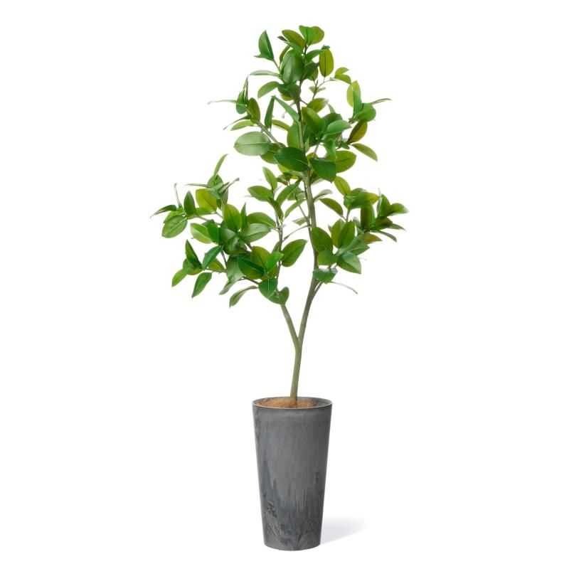 トライアンギュラリスの観葉植物 フェイクグリーン | 造花専門店プリマ