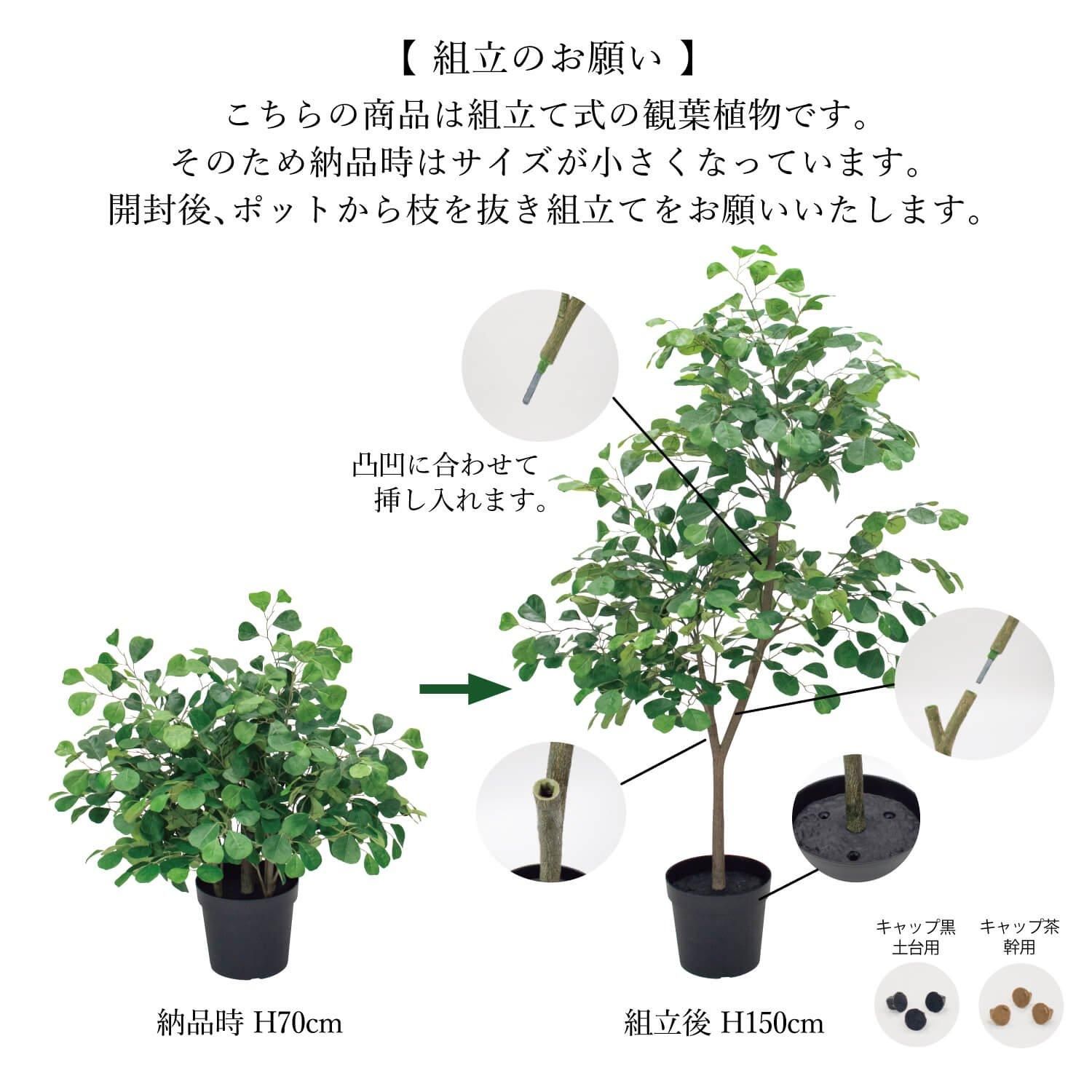 トライアンギュラリスの観葉植物 フェイクグリーン | 造花専門店プリマ