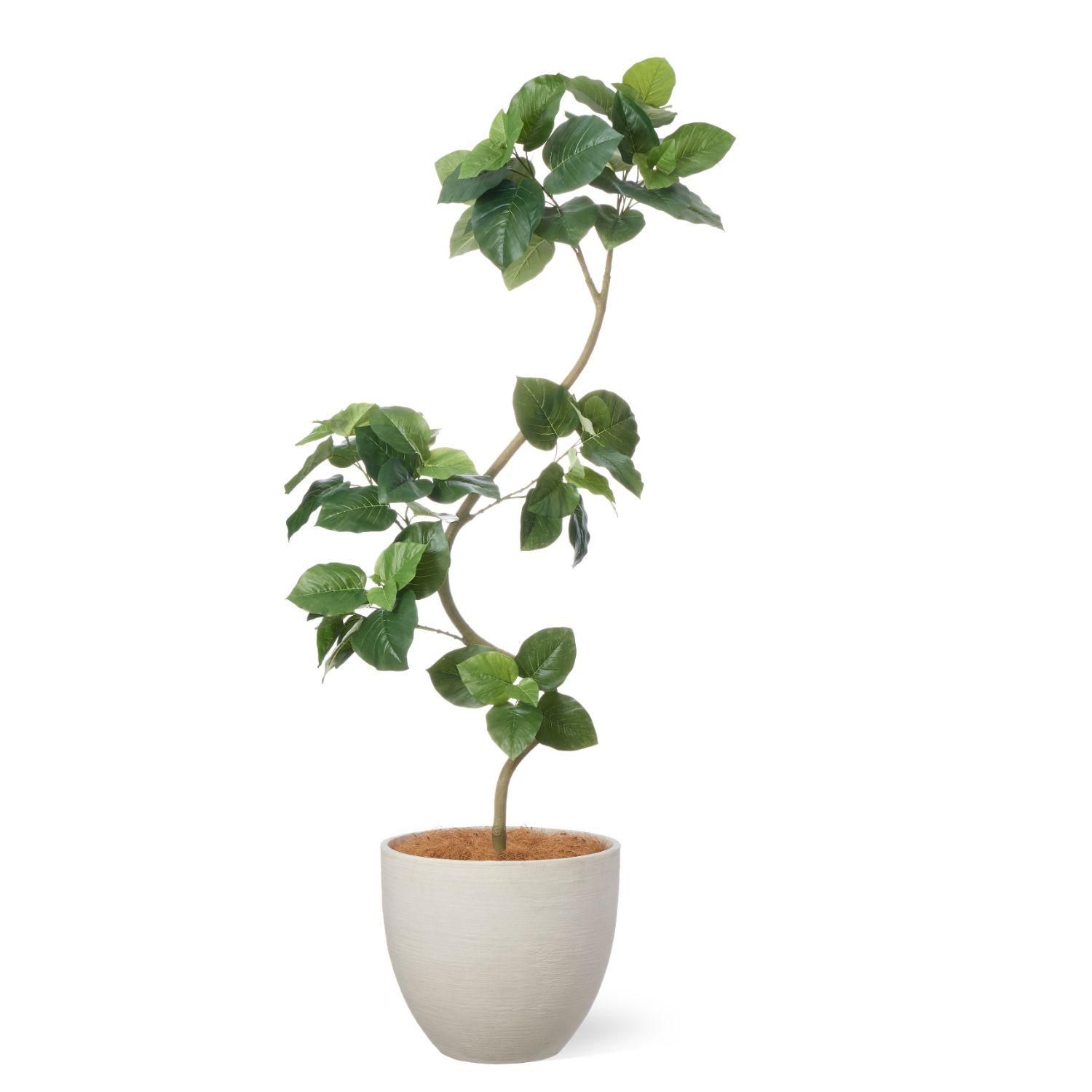 ツイストウンベラータの観葉植物 フェイクグリーン | 造花専門店プリマ