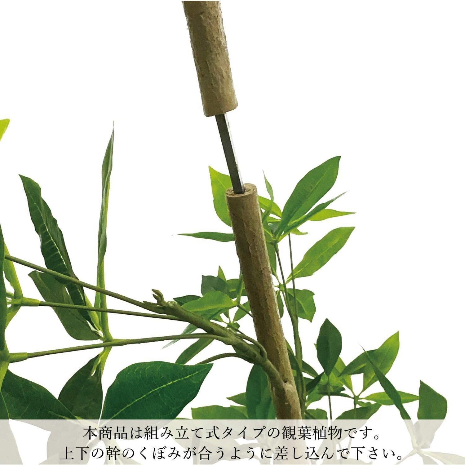 ĥȥѥ ܥ H200cm ۥ磻 տʪ ե꡼ Ҹľʡ eco