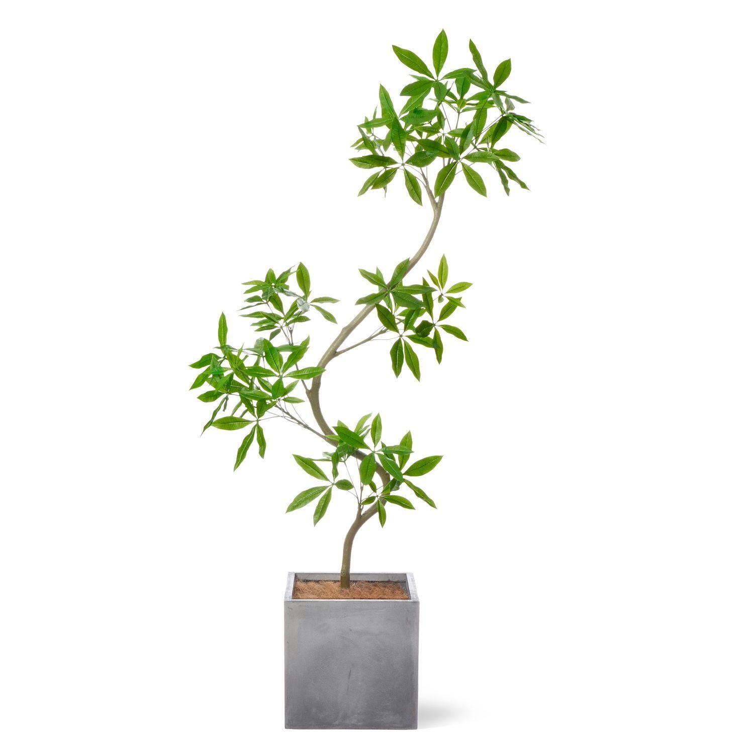 ツイストパキラの観葉植物 フェイクグリーン | 造花専門店プリマ