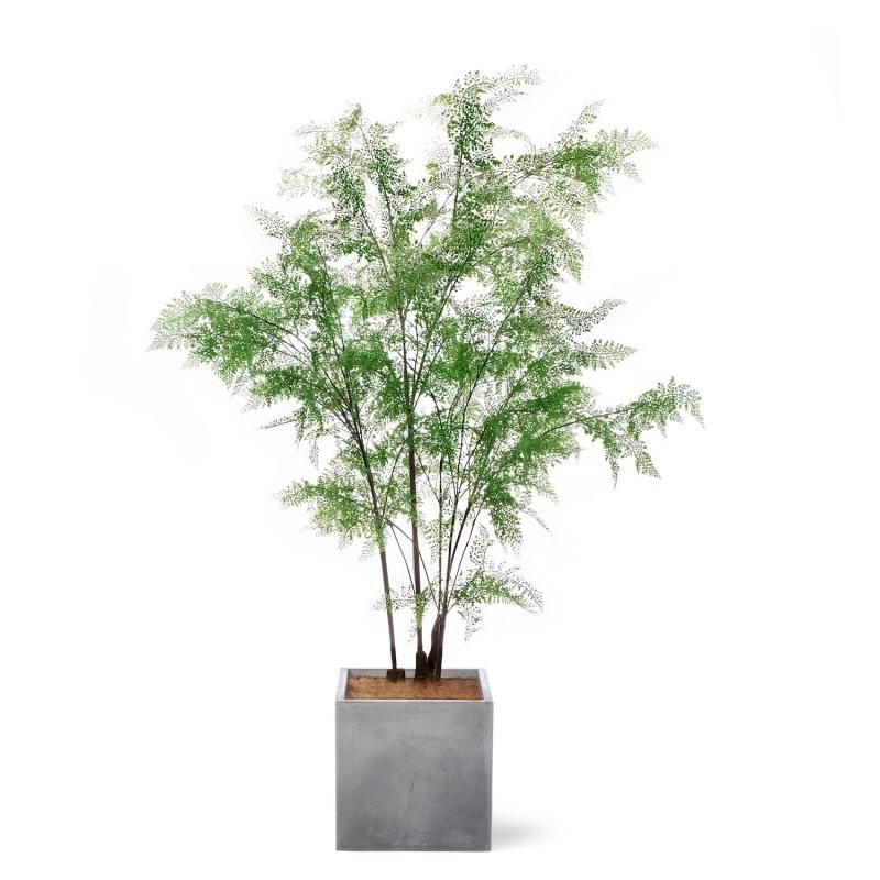 フェイクグリーン 173336664_th.jpg?