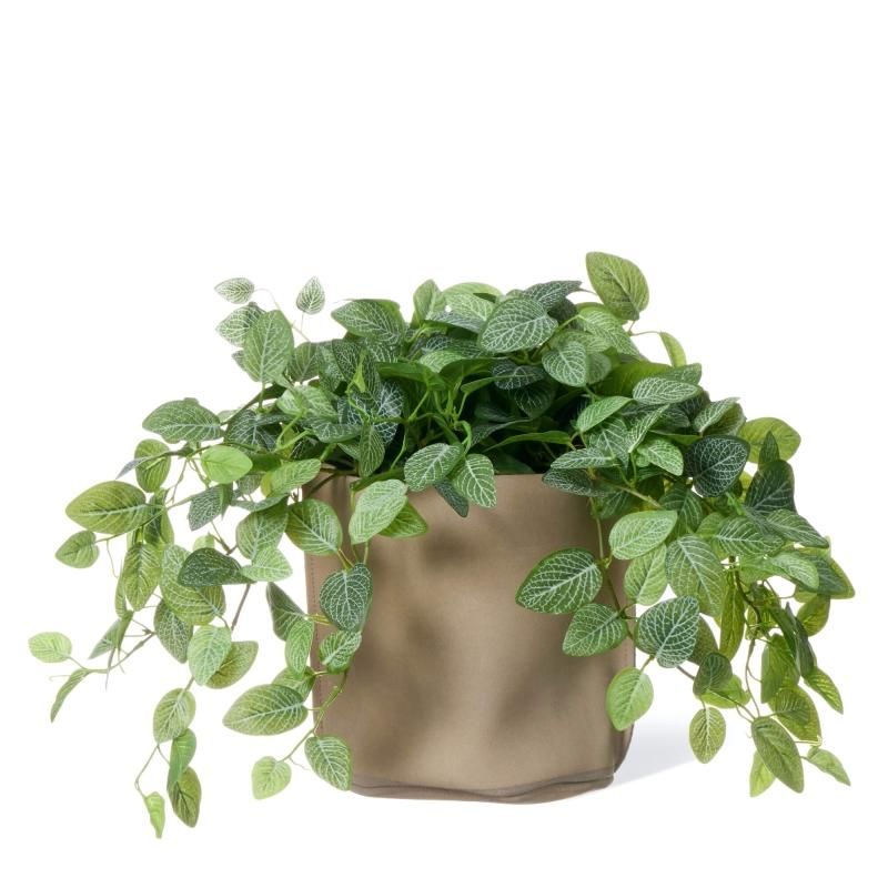 フィットニアの観葉植物 フェイクグリーン | 造花専門店プリマ