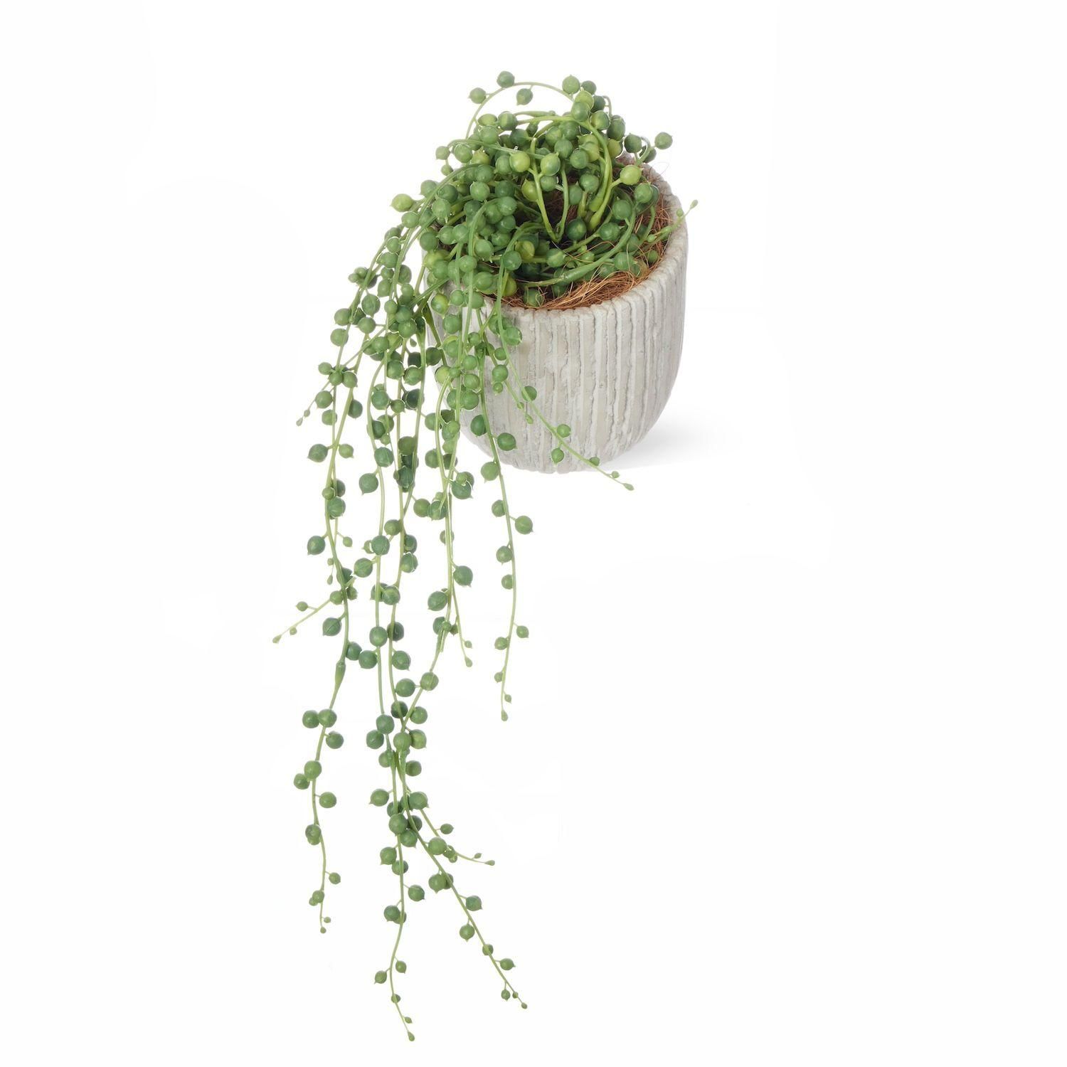 ꡼ͥå쥹 ٥ꥹݥåS տʪ ե꡼ eco