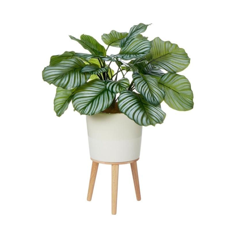 ƥ  H72cm  տʪ ե꡼ eco
