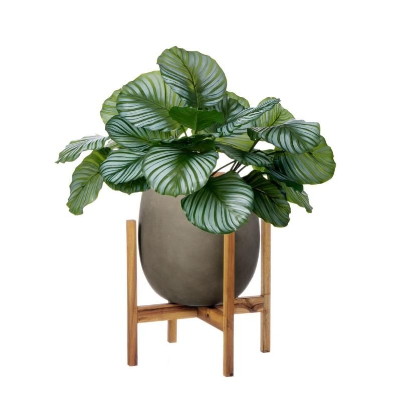 ƥ åݥåȵ H70cm 졼 տʪ ե꡼ eco