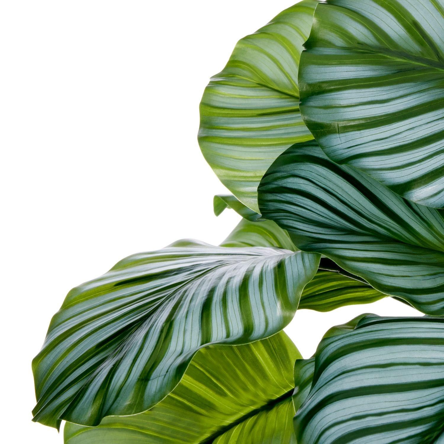 カラテアの観葉植物 フェイクグリーン | 造花専門店プリマ