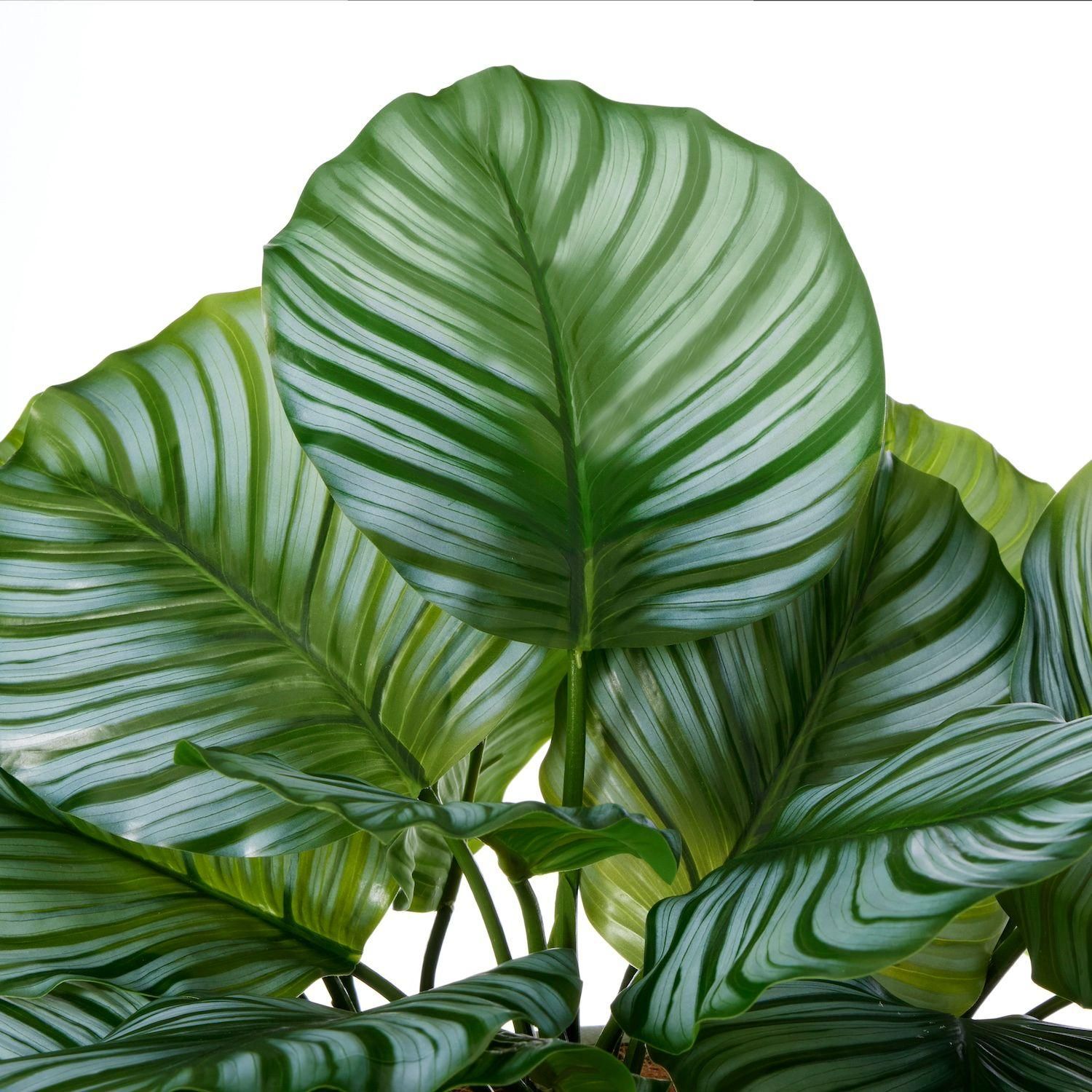 カラテアの観葉植物 フェイクグリーン | 造花専門店プリマ