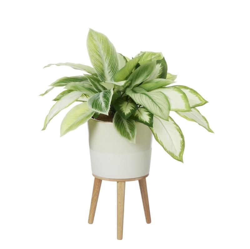 ǥեХ  H70cm  տʪ ե꡼ eco