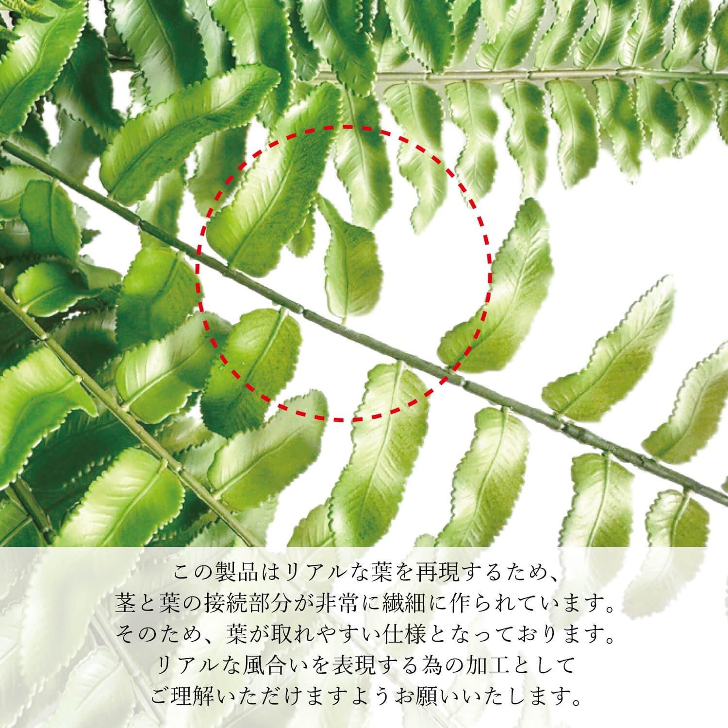 ޥ  H68cm  տʪ ե꡼ eco