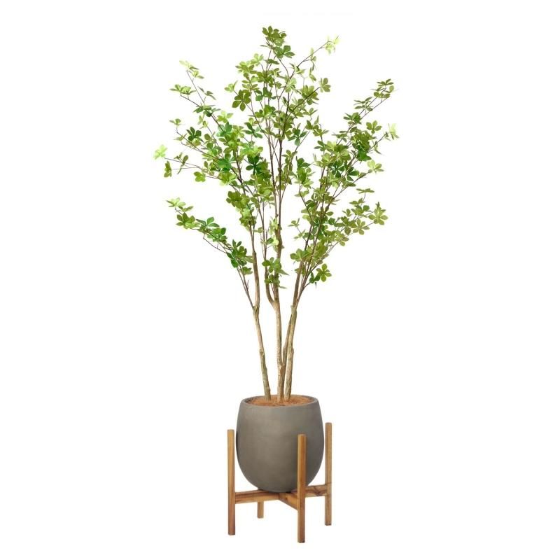 ドウダンツツジ,植物/観葉植物 楽天市場】【公式】ドウダンツツジ ウッドプランター H185cm 観葉植物