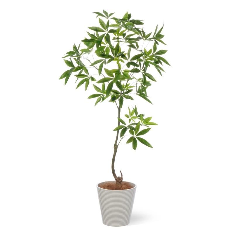 ѥ GWץ󥿡 H150cm ܡۥ磻 տʪ ե꡼ Ҹľʡ