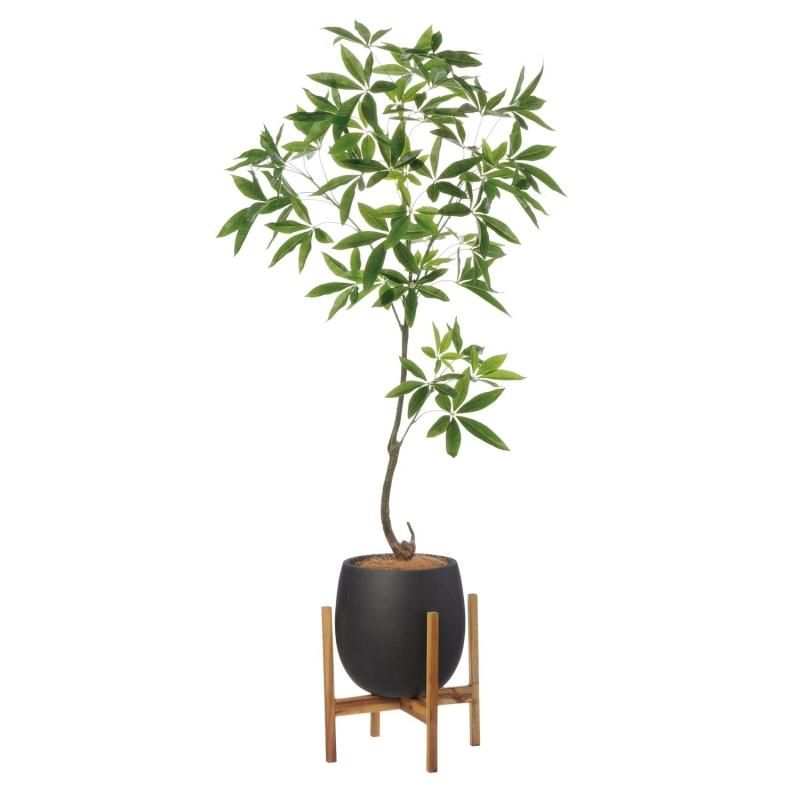 パキラ ～180cm│フェイクグリーン・造花専門店プリマ 通販