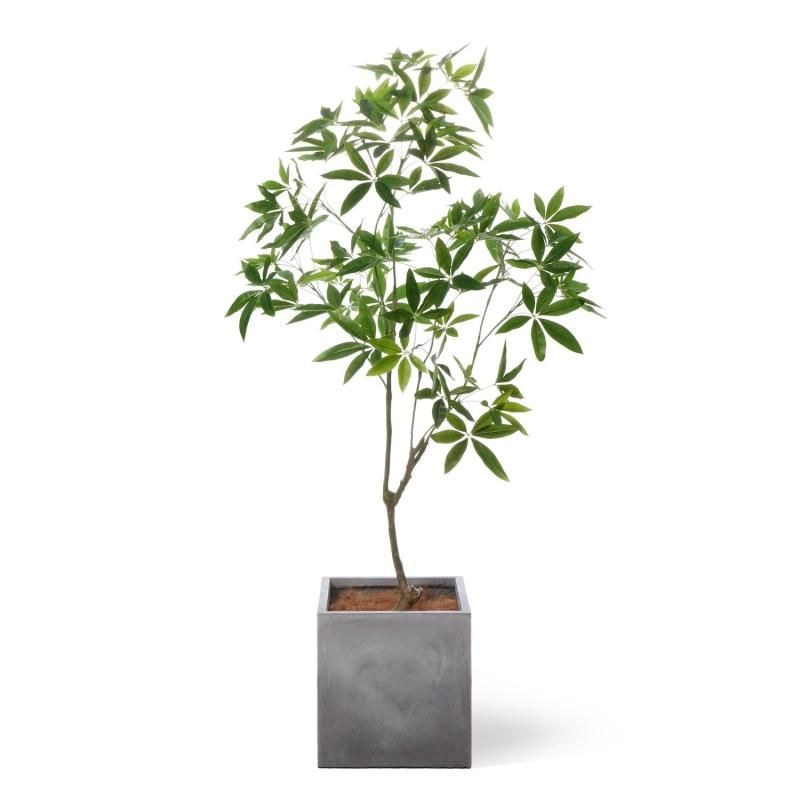 一期一会モダン 一本立ちおしゃれなベンガルンシス フィカス Amazon｜Life-Eco フィカス・ベンガレンシス（曲げ） / 7寸・約W
