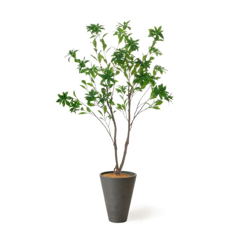 観葉植物A 180834947_th.jpg?