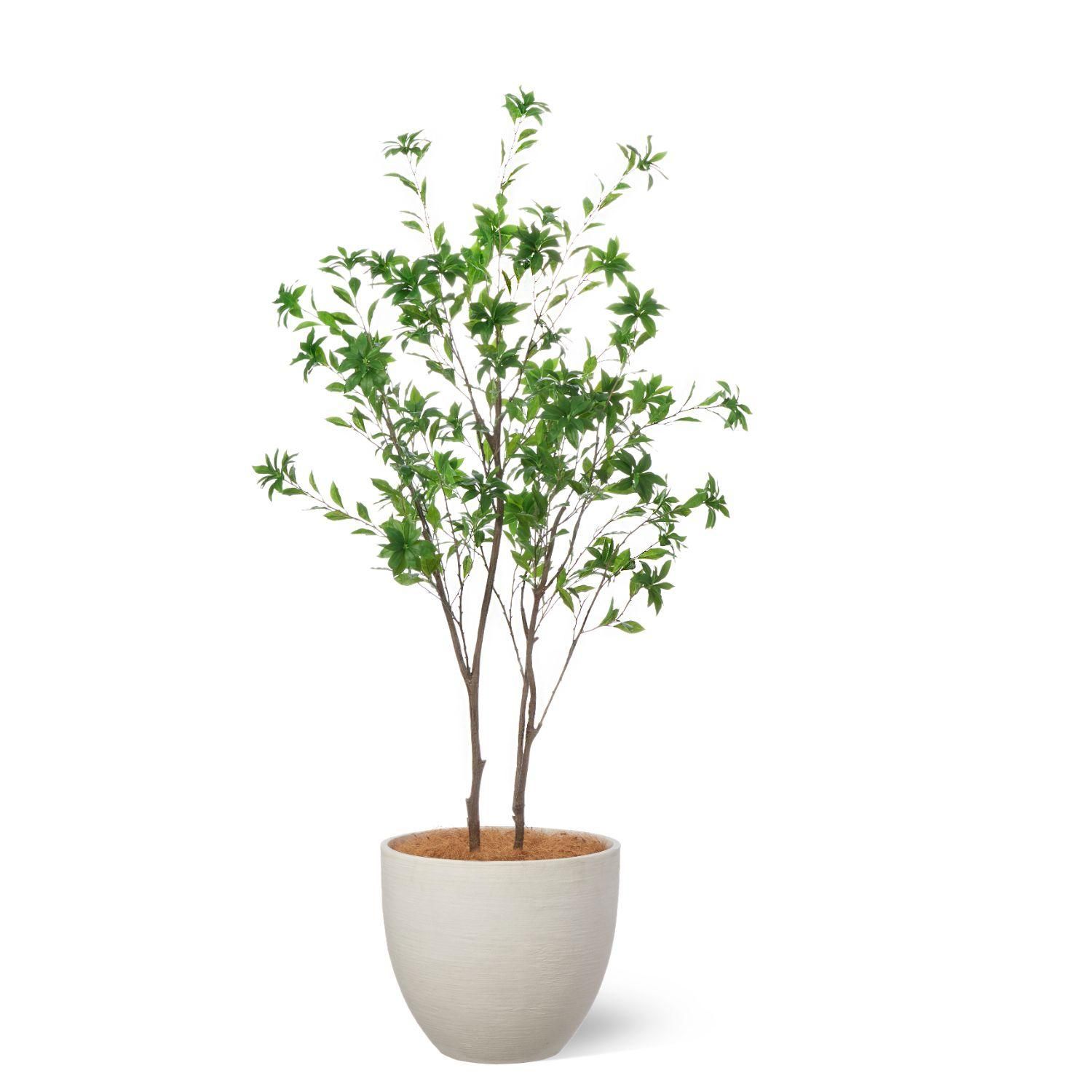 アセビの観葉植物 フェイクグリーン | 造花専門店プリマ アセビの観葉植物 フェイクグリーン | 造花専門店プリマ