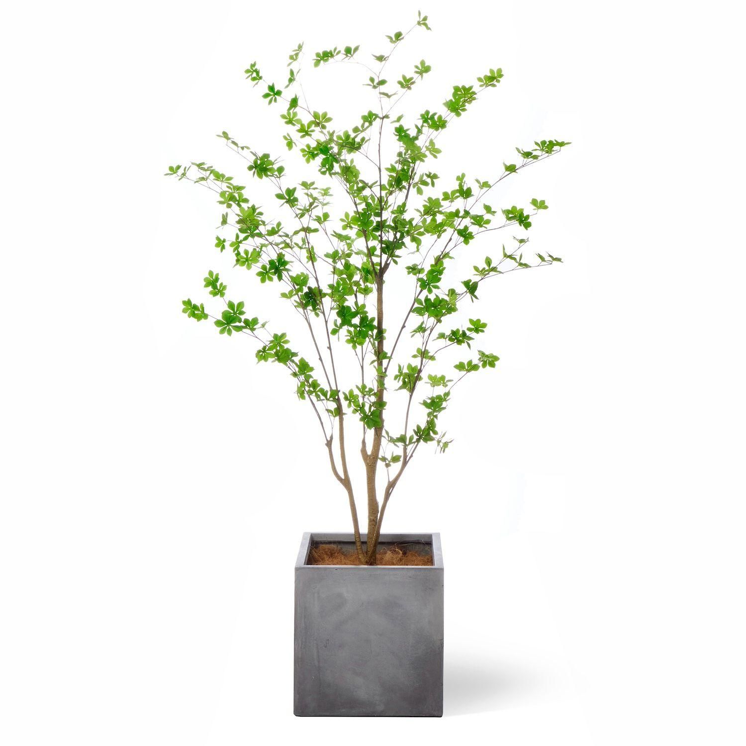 ドウダンツツジの観葉植物 フェイクグリーン | 造花専門店プリマ ドウダンツツジの観葉植物 フェイクグリーン | 造花専門店プリマ