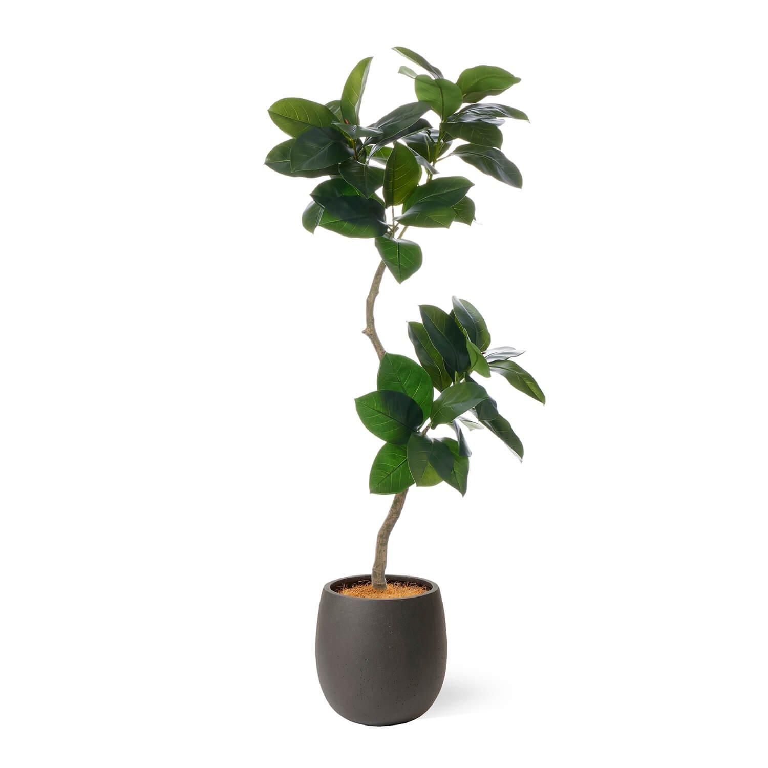 ゴムリーフの観葉植物 フェイクグリーン | 造花専門店プリマ