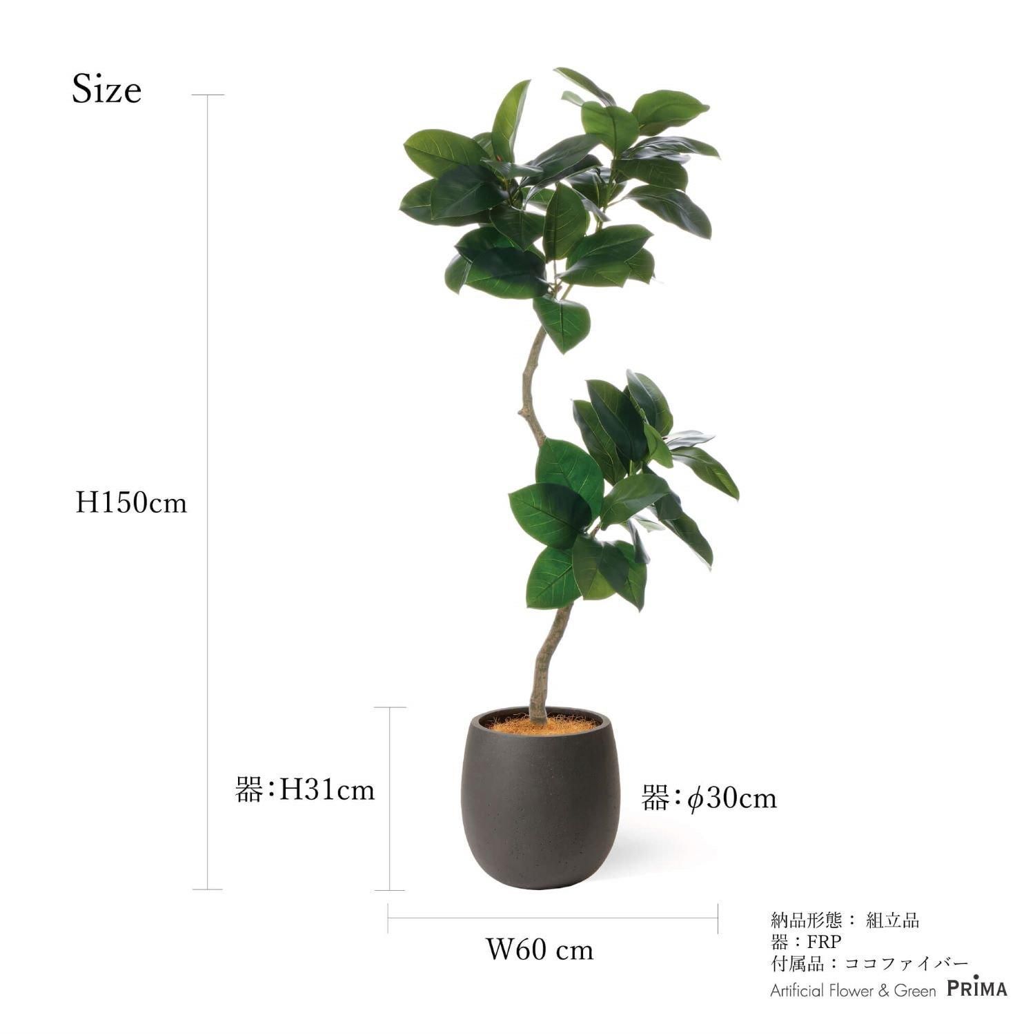 ゴムリーフの観葉植物 フェイクグリーン | 造花専門店プリマ