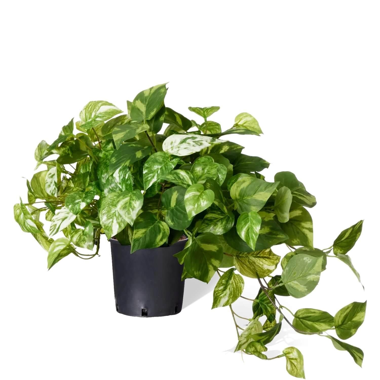 ポトスの観葉植物 5号鉢 フェイクグリーン | 造花専門店プリマ ポトスの観葉植物 5号鉢 フェイクグリーン | 造花専門店プリマ