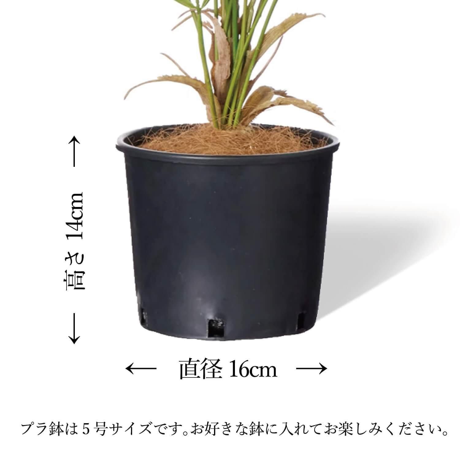 饸 ʡݥå 5 տʪ ե꡼