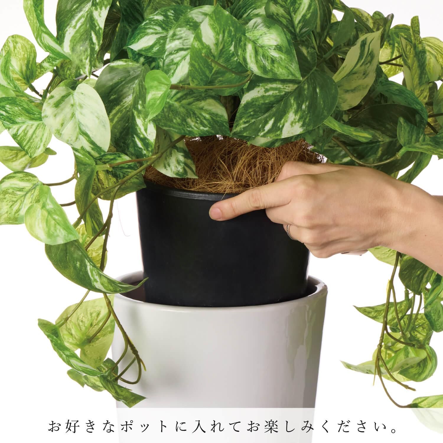 饸 ʡݥå 5 տʪ ե꡼