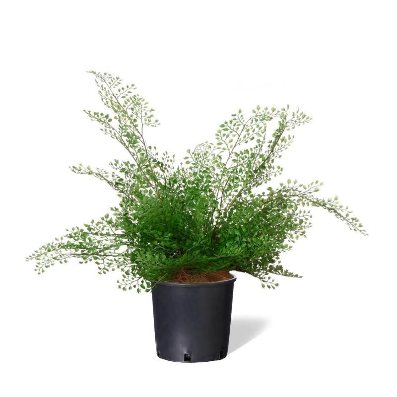 アイビーの観葉植物 5号鉢 フェイクグリーン | 造花専門店プリマ