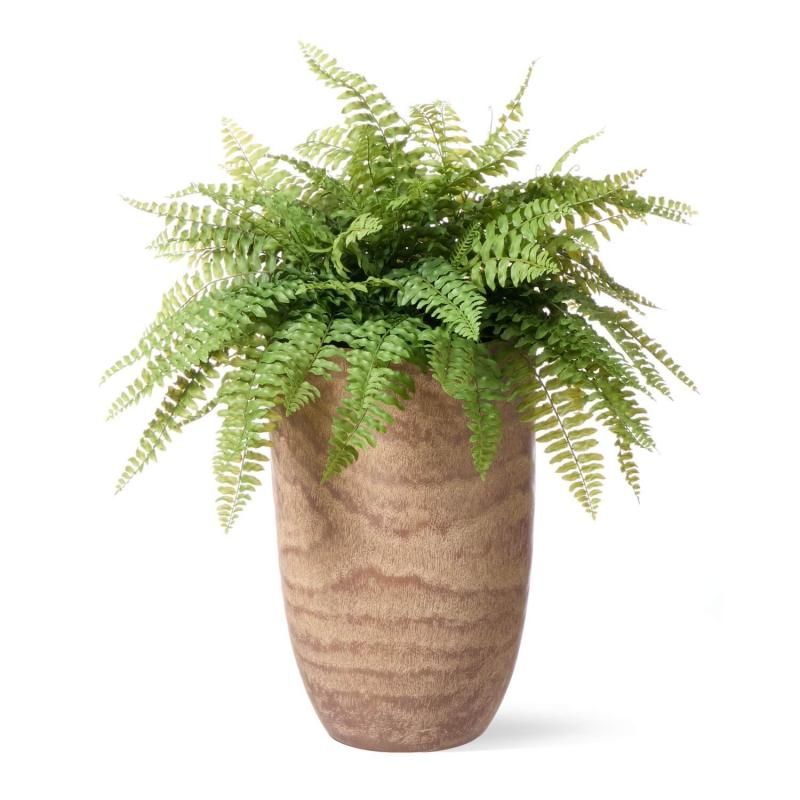 ޥ  åɥץ󥿡H70cm տʪ ե꡼ eco