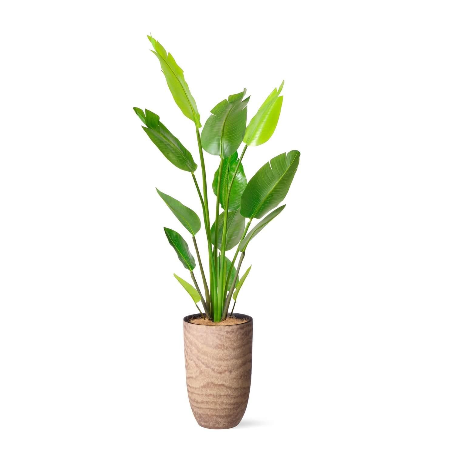 ストレリチアの観葉植物 フェイクグリーン | フェイクグリーン・造花