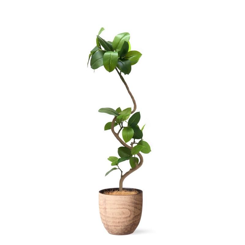 եƥ åɥݥå H138cm տʪ ե꡼ eco Ҹľʡ