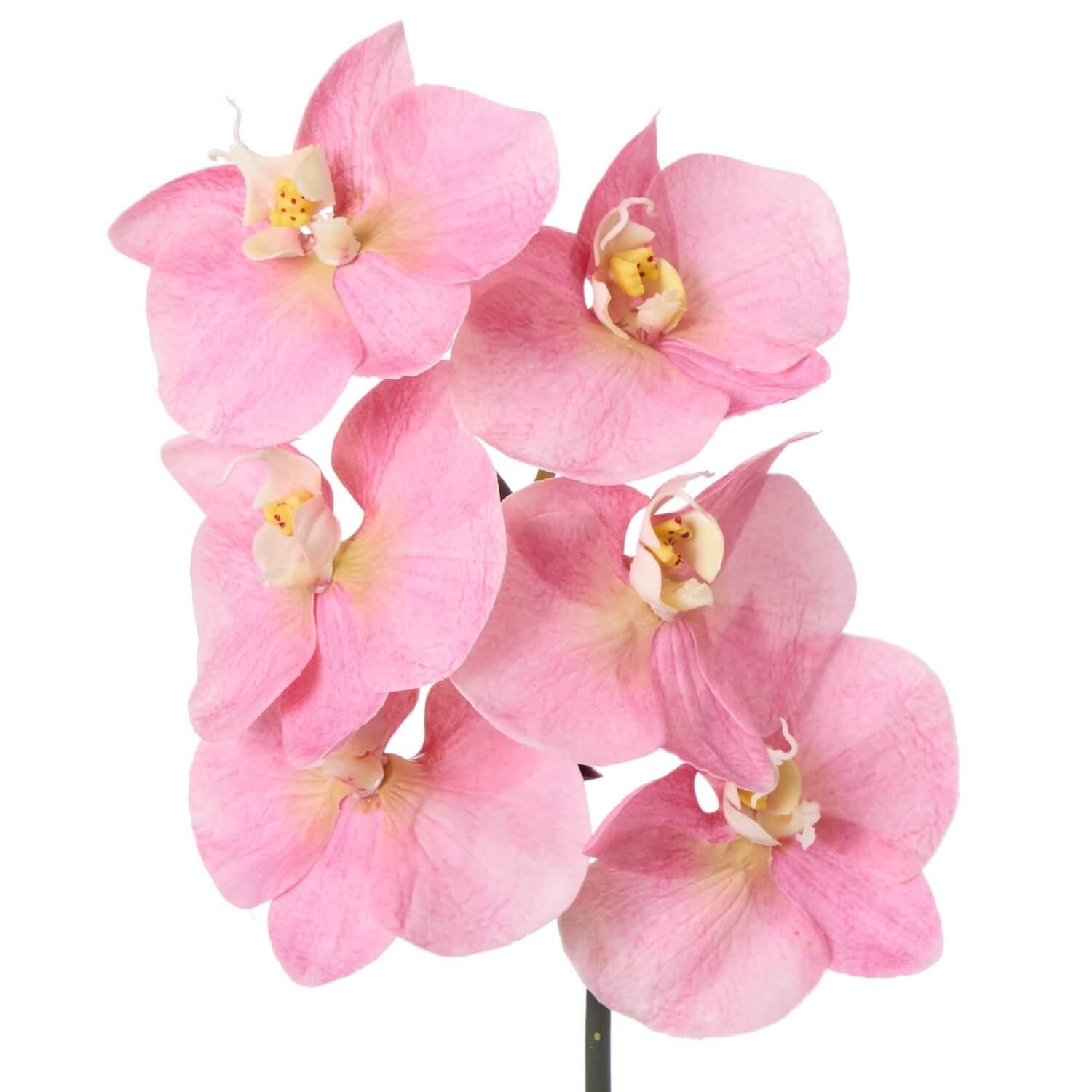 コチョウラン 胡蝶蘭 ピンク1本売り | フェイクグリーン・造花専門店