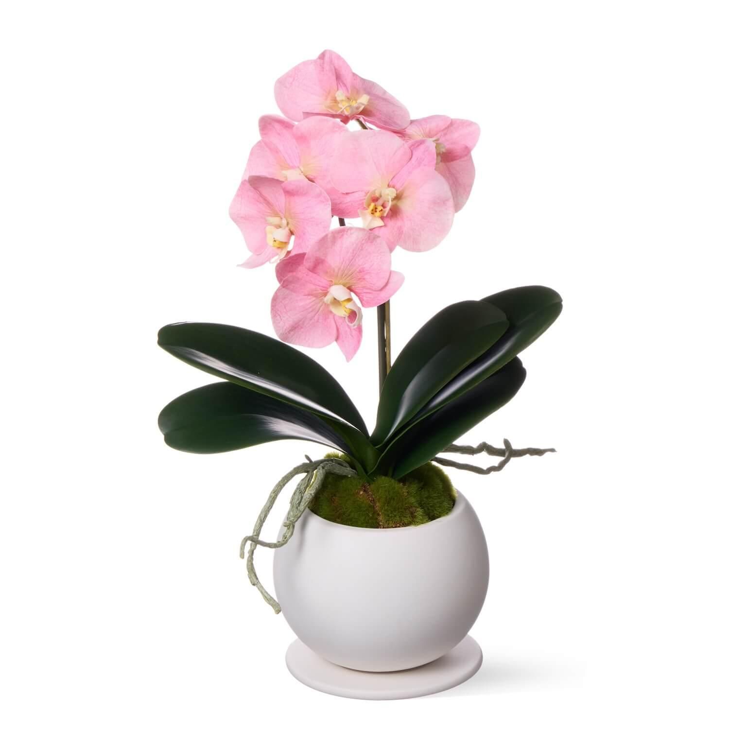 ĳ 1Ω ԥ ¤ ե󥸥<img class='new_mark_img2' src='https://img.shop-pro.jp/img/new/icons1.gif' style='border:none;display:inline;margin:0px;padding:0px;width:auto;' />
