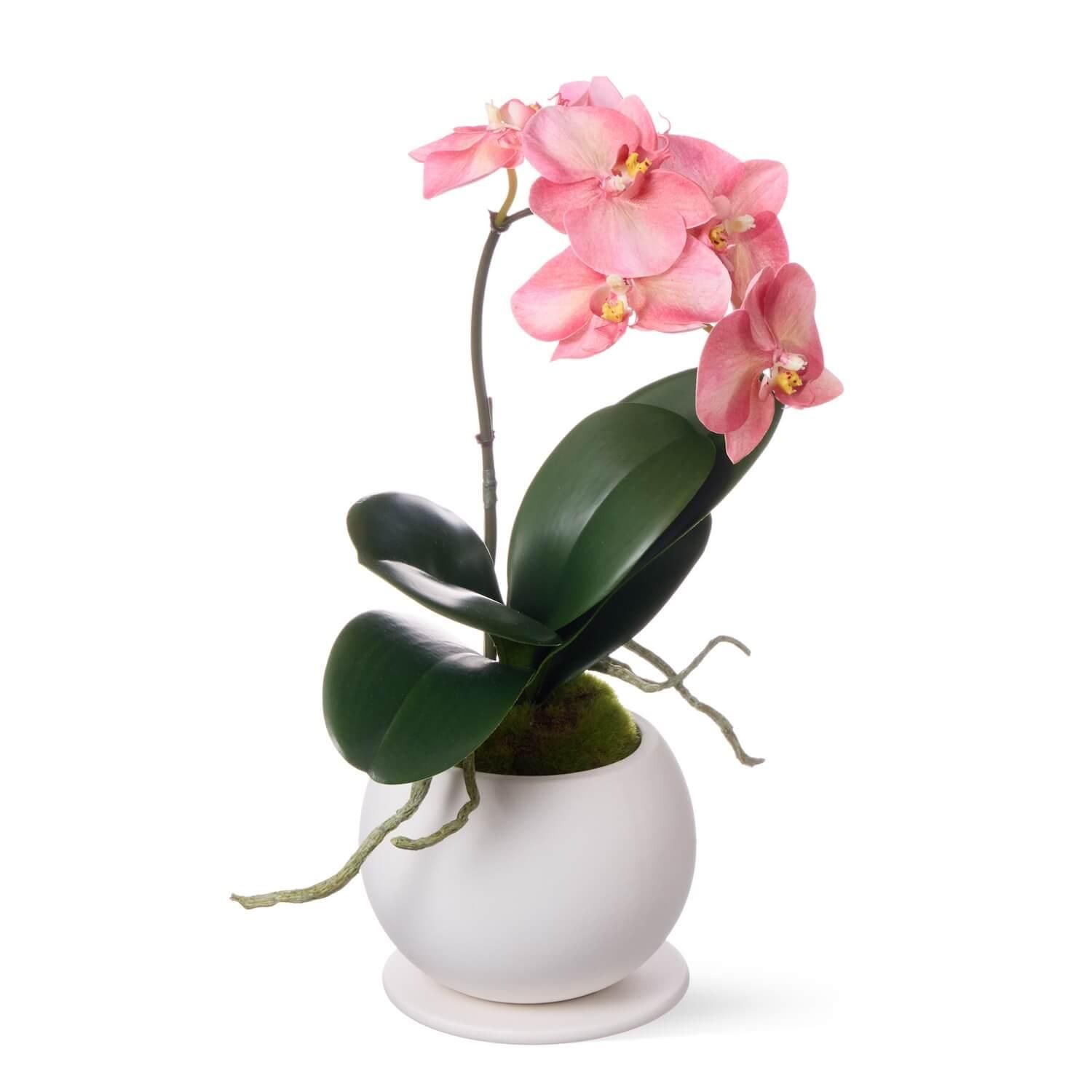 ĳ 1Ω ԡ ¤ ե󥸥<img class='new_mark_img2' src='https://img.shop-pro.jp/img/new/icons1.gif' style='border:none;display:inline;margin:0px;padding:0px;width:auto;' />