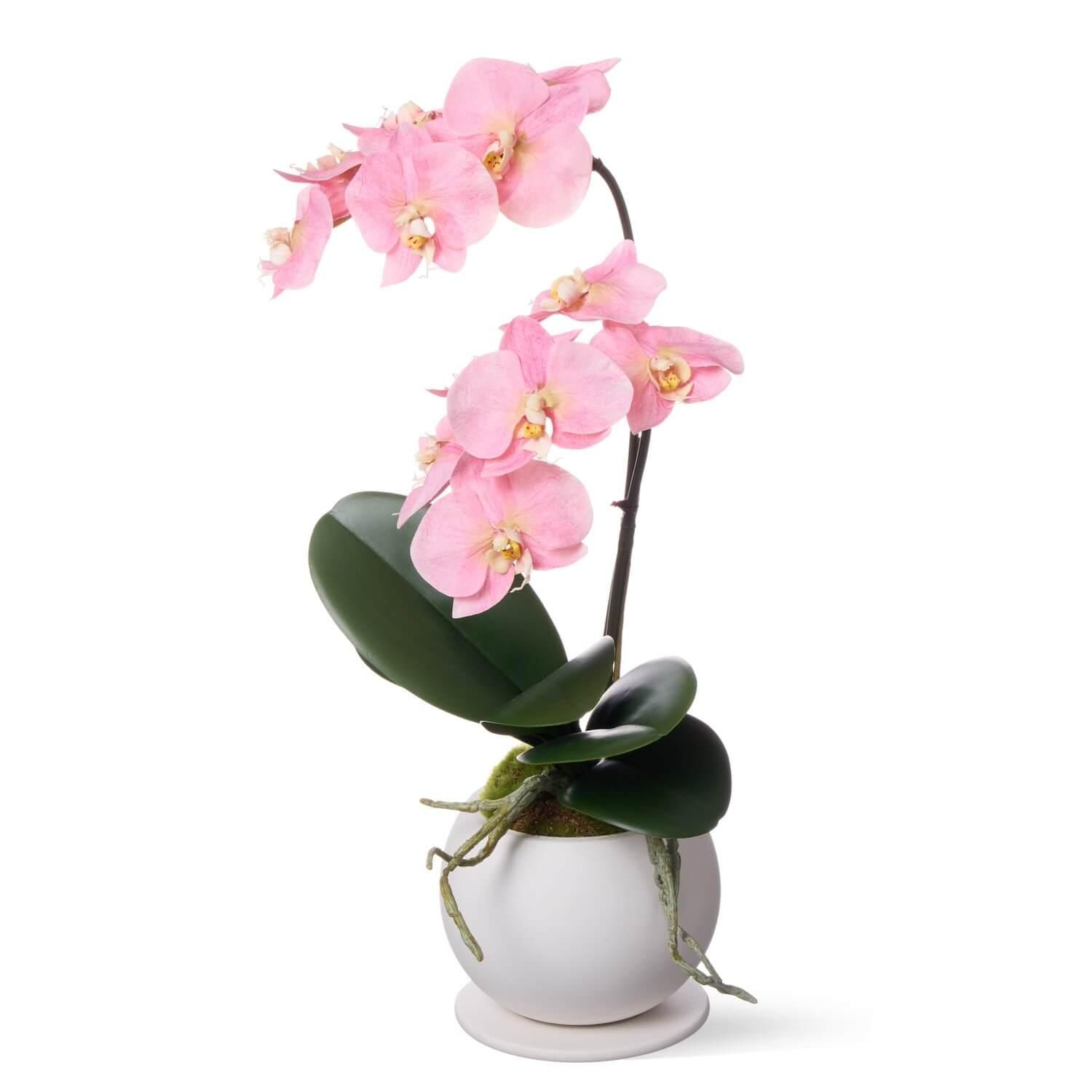 ĳ 2Ω ԥ ¤ ե󥸥<img class='new_mark_img2' src='https://img.shop-pro.jp/img/new/icons1.gif' style='border:none;display:inline;margin:0px;padding:0px;width:auto;' />