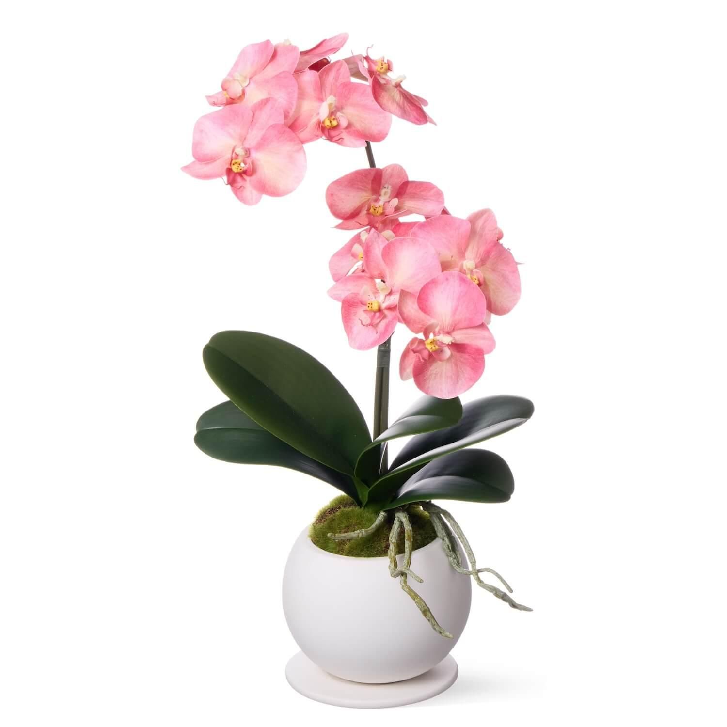 ĳ 2Ω ԡ ¤ ե󥸥<img class='new_mark_img2' src='https://img.shop-pro.jp/img/new/icons1.gif' style='border:none;display:inline;margin:0px;padding:0px;width:auto;' />