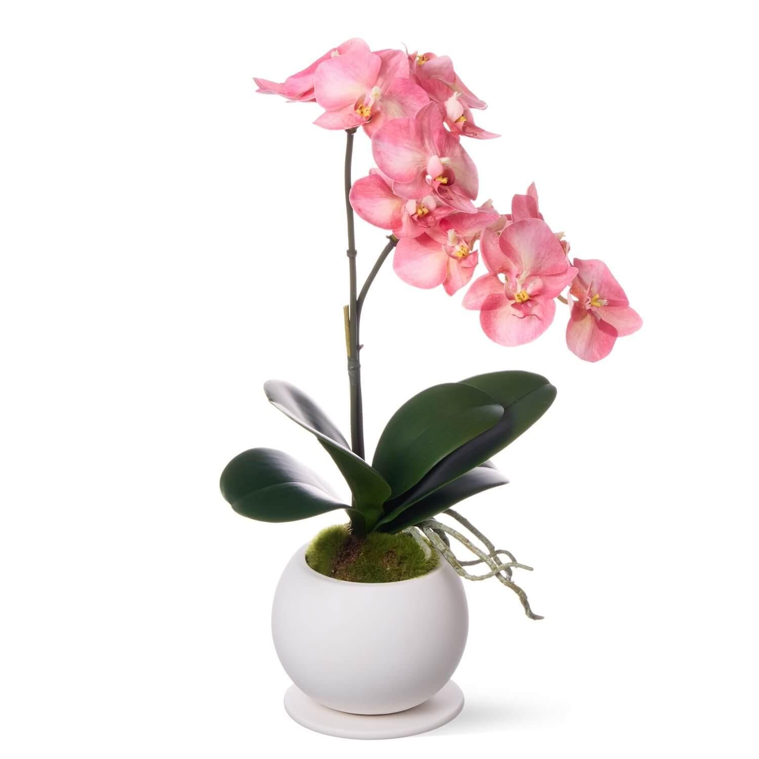 ĳ 2Ω ԡ ¤ ե󥸥<img class='new_mark_img2' src='https://img.shop-pro.jp/img/new/icons1.gif' style='border:none;display:inline;margin:0px;padding:0px;width:auto;' />