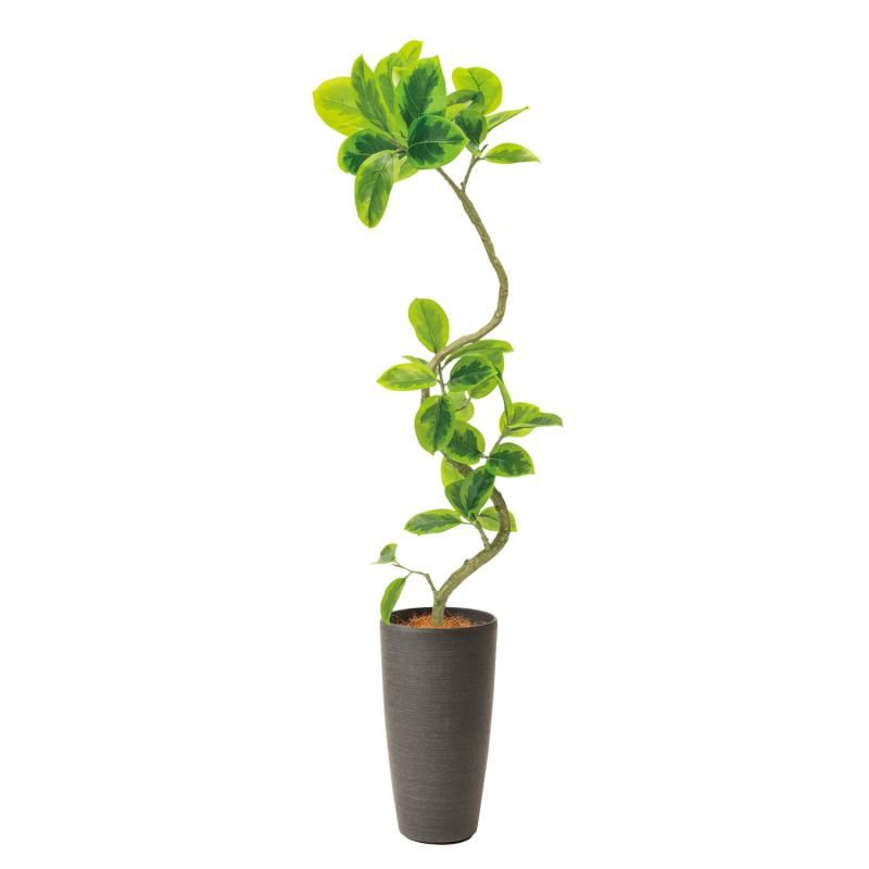 եƥ  TPץ󥿡 H150cm տʪ ե꡼ eco Ҹľʡ <img class='new_mark_img2' src='https://img.shop-pro.jp/img/new/icons1.gif' style='border:none;display:inline;margin:0px;padding:0px;width:auto;' />